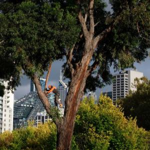 Befriending Trees to Lower a City’s Temperature